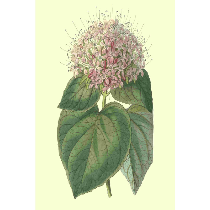 Clérodendron parfumé, H 18 po x l 12 po