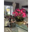 Bol Blaze avec orchidées phalaenopsis-111971913