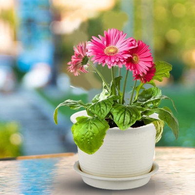 Nursery Pot