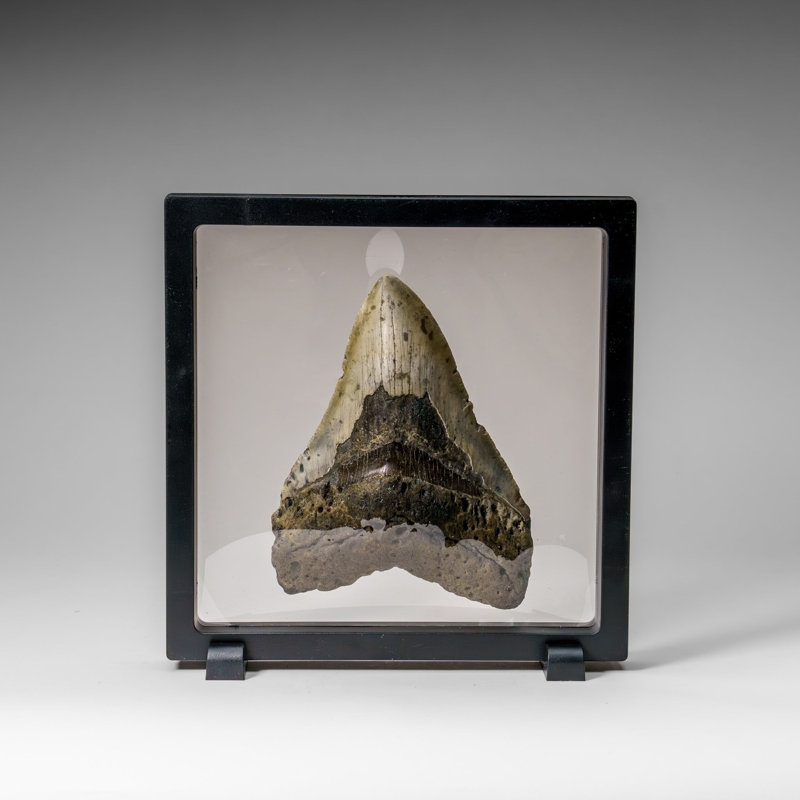 Genuine Megalodon Shark Tooth In Display Box (304 Grams)