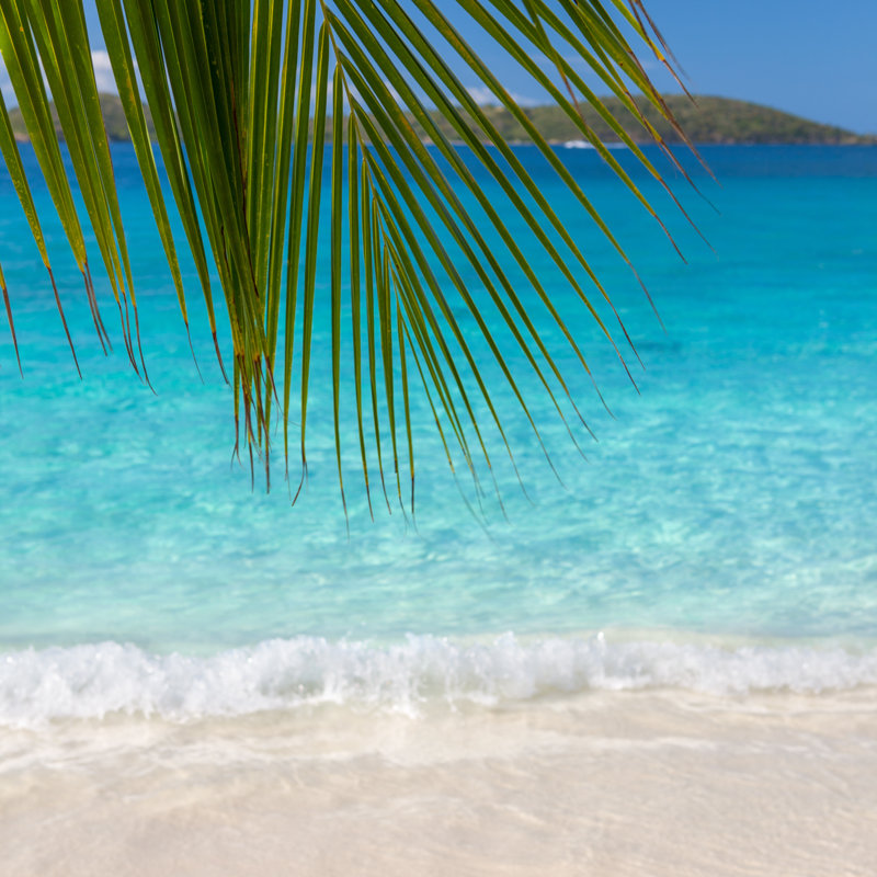 Palm Frond On A Beach by Cdwheatley - No Frame Art Prints on Canvas, 30cm H x 30cm W