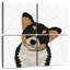 Mignon corgi Brampt