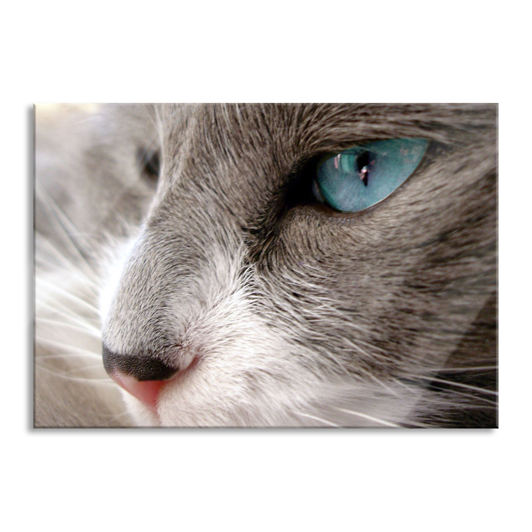 Glasbild Katze mit Augen