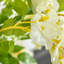 HOMCOM Artificial Plant White Wisteria Tree Faux Plant for Indoor Decor