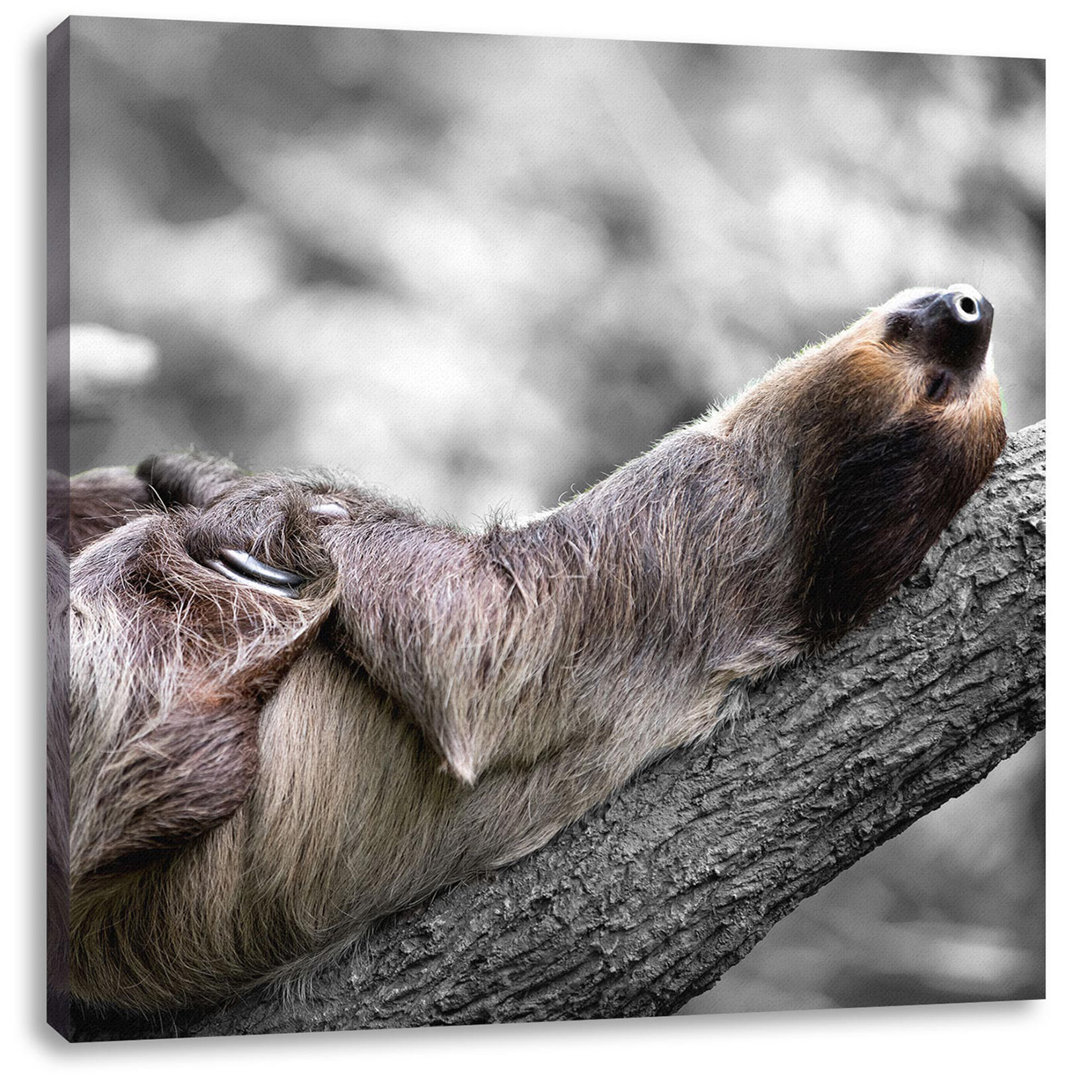 Leinwandbild Sleeping Sloth in Branch Fork