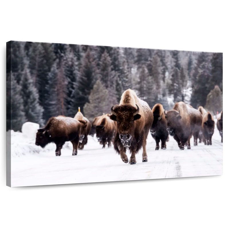 Bisons d'hiver, H 26 po x l 39 po