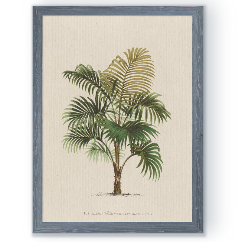 « palmierss iv » par paul cezanne-reproduction d’art sur image, H 22 po x l 30 po x P 1 po, Toile encadrée, gris