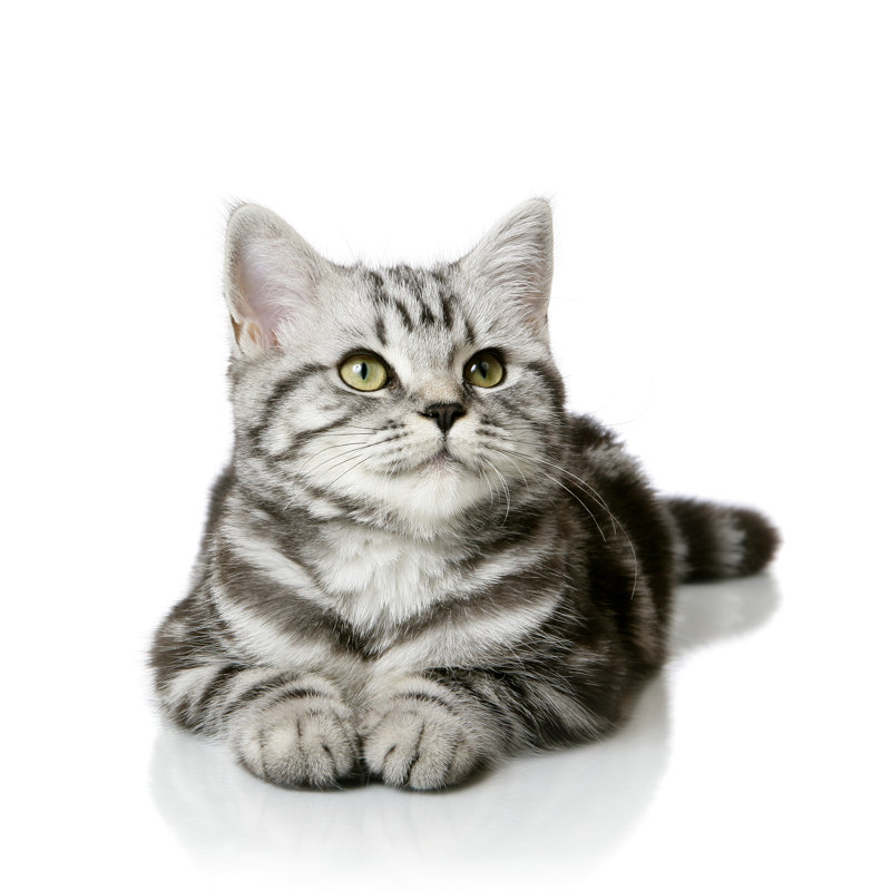 Pretty kitten, 30cm H x 30cm W