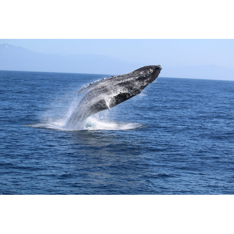 Humpback Whale - Wrapped Canvas Print, 20cm H x 30cm W x 3.8cm D