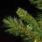 Tiffany Fir Slim Tree-88040601