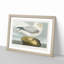 Fulmar Bird by John Audubon - Framed Print-55578681-55578684