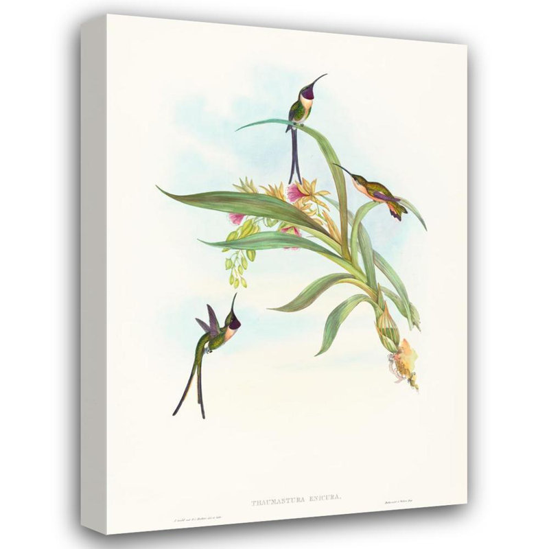 "Tharmastura Enicura" par John Gould - Art mural sur toile tendue avec châssis, H 24 po x l 17 po