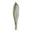 Palm Seed Pod-Nickel