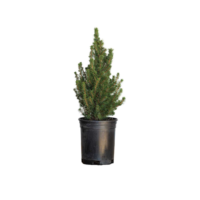 2.5 Quart Dwarf Alberta Spruce Tree