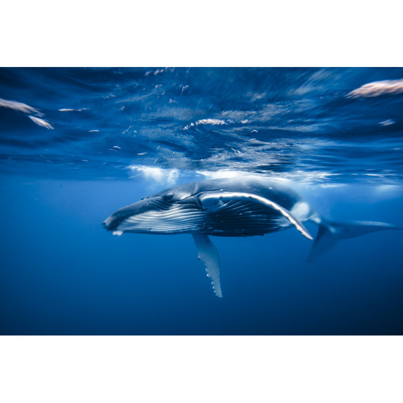 Baleine à bosse par Philip Thurston, H 12 po x l 18 po