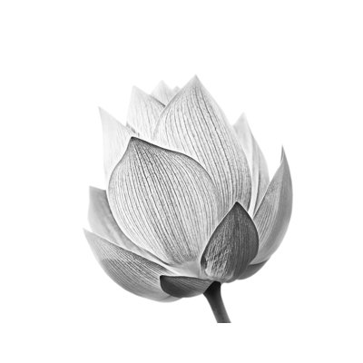 Murale Hao Lotus