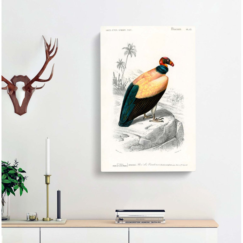 King Vulture Illustration by Charles D Orbigny - Wrapped Canvas, 91cm H x 60cm W x 3cm D