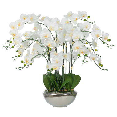 Multiple Stems of Phalaenopsis Orchid Floral Arrangement in Gold Plant –  DesignedBy The Boss