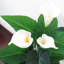 Plante artificielle blanche 31 po en pot noir
