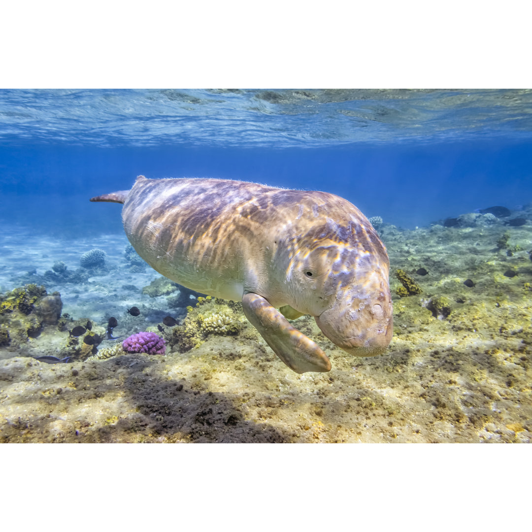 Dugong im Roten Meer von Cinoby - Leinwandbild