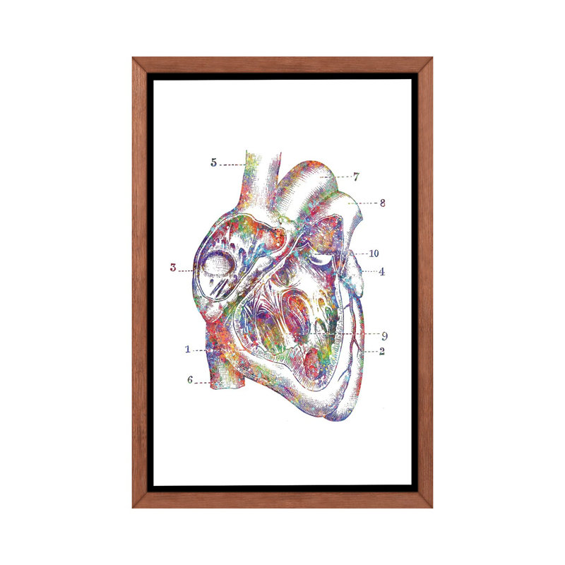 «Heart Cross Section» - Impression, H 26 po x l 18 po x 1,5 po, Cadre bois classique