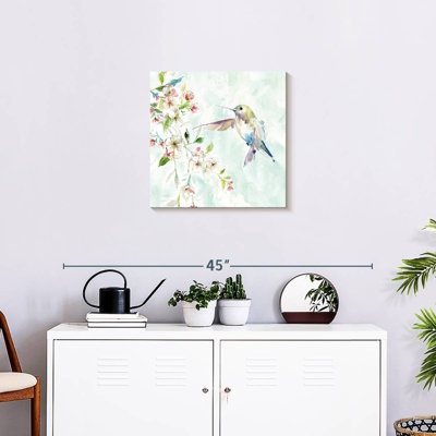 Colibri délicat Brampt IV