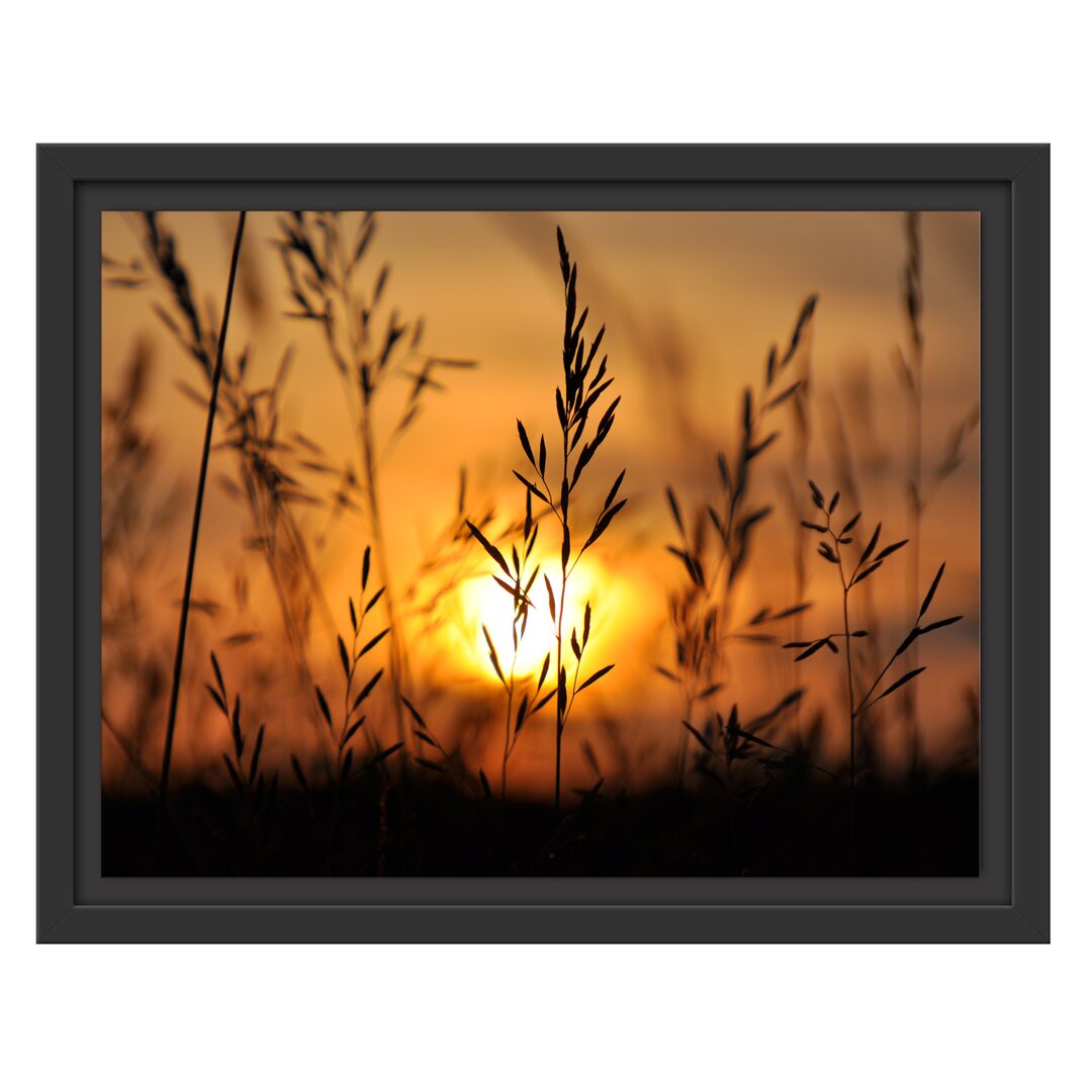 Gerahmtes Wandbild Gras bei Sonnenuntergang