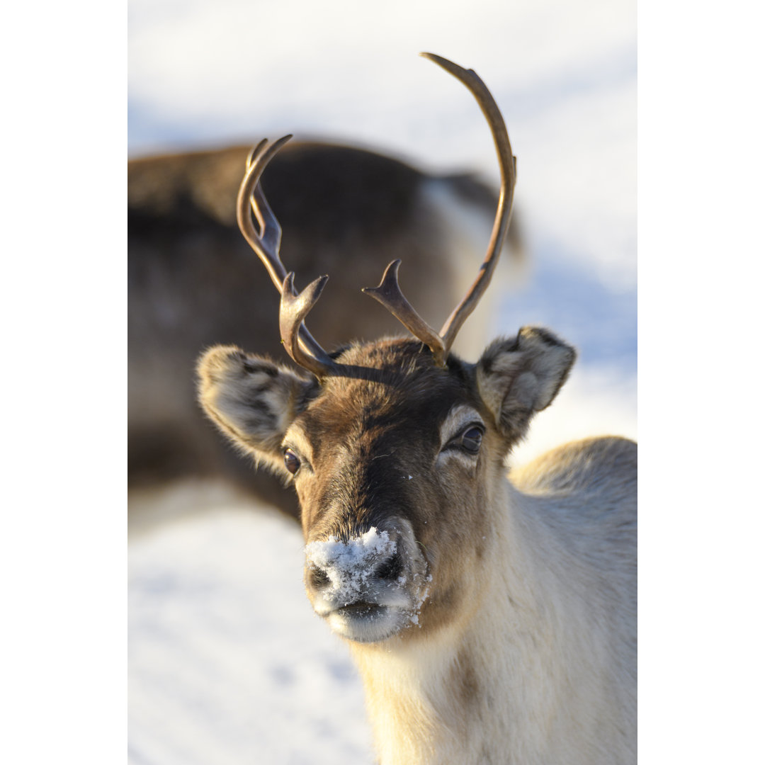 Rentiere grasen im Schnee