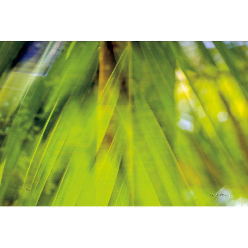 Palm Abstract Crop by Ed Goldstein - Wrapped Canvas Print, 81cm H x 122cm W