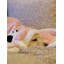 Couvertures pour chiens