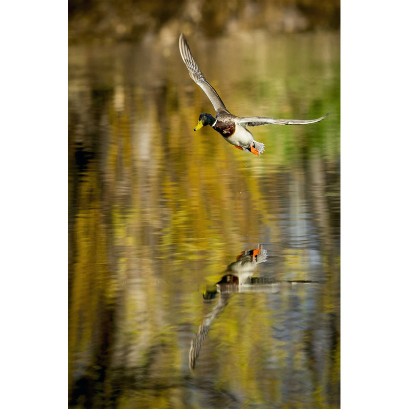 Mallard Flight II, H 18 po x l 12 po