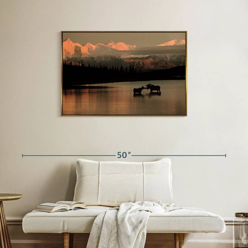 Courting Moose In Wonder Lake, Cadre flottant doré, 37 po x 25 po