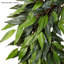 Couronne en polyester Ficus Microphylla-38378223