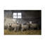 Art sur toile «Bachel Gert Van Den Sheep Ish»-109345268