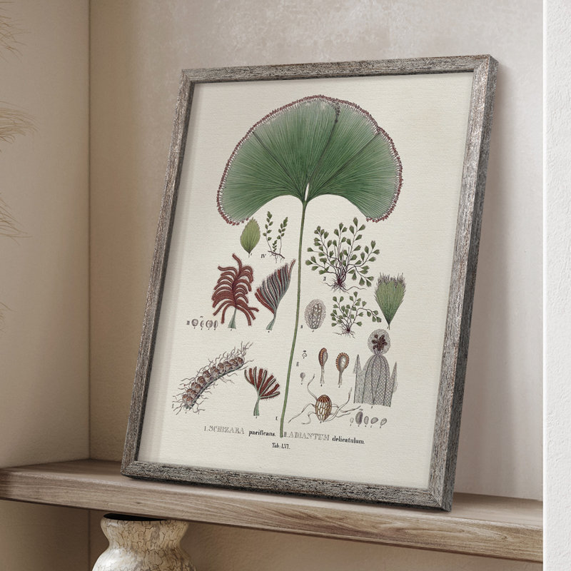«Botanical Society Ferns III», reproduction encadrée - bois massif, H 21 po x l 17 po