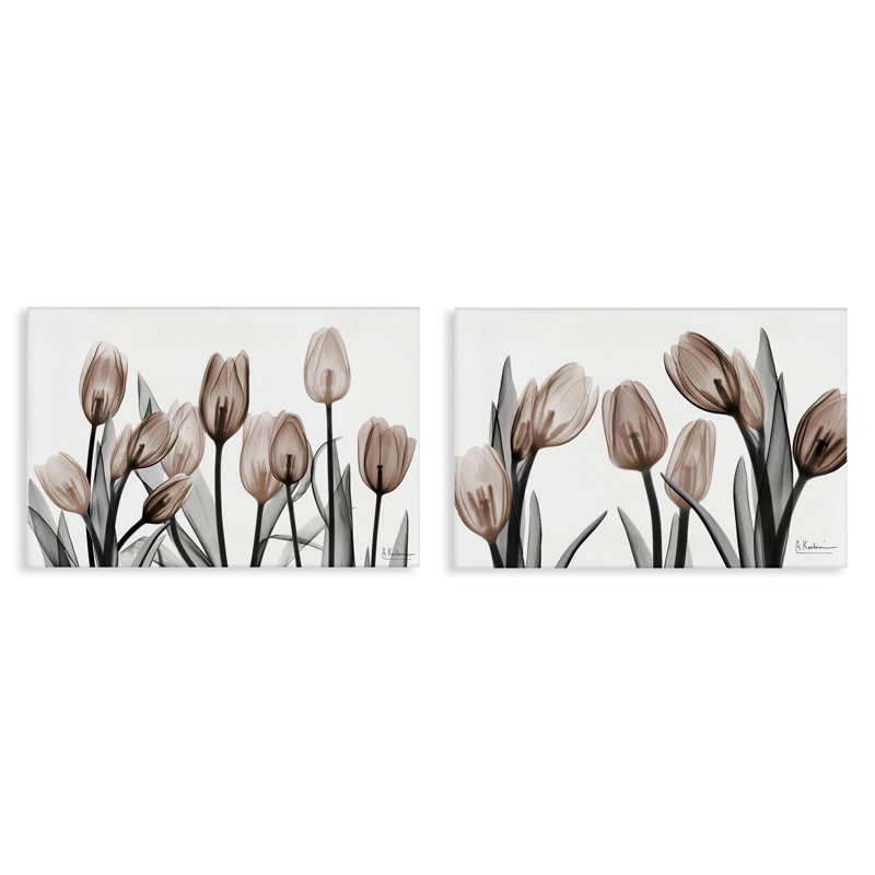 Ensemble de 2 tulipes translucides en moka translucides, design par Albert Koetsier, H 20 po x l 30 po