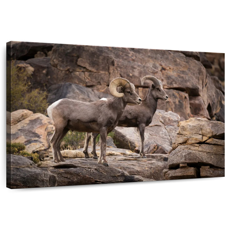 Couple de moutons Bighorn, H 24 po x l 36 po