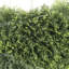 Cedar Plant