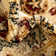 Pioneer Indoor Rug