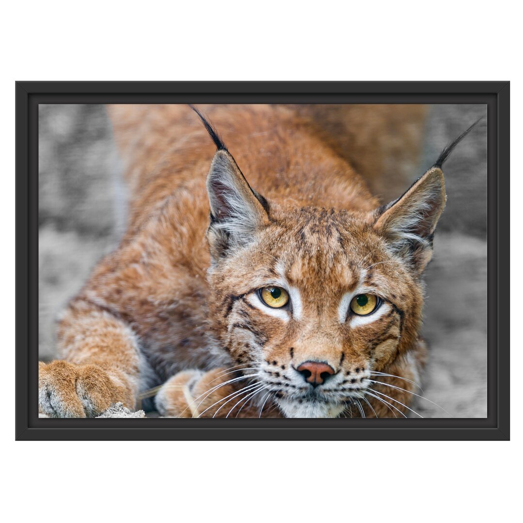 Gerahmtes Wandbild großer wachsamer Luchs