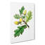 English Oak Tree Illustration - Wrapped Canvas-55370411