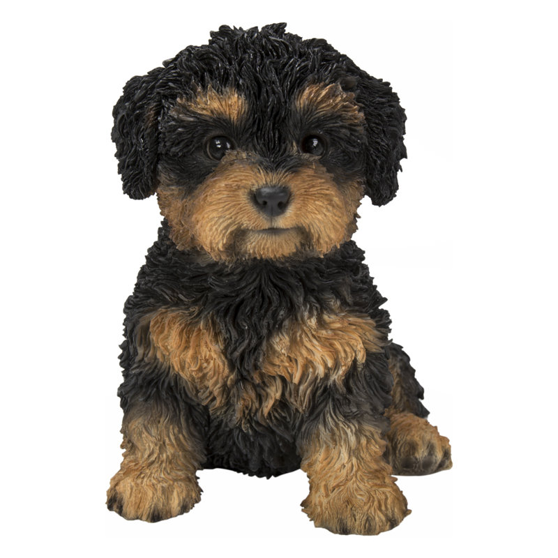 Bébé Cavapoo, Noir / brun