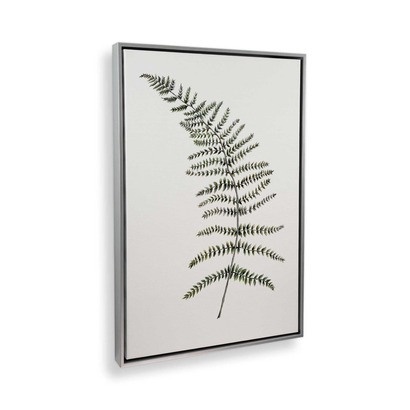 Étude de fougères paisibles par Dollybirds, estampe, 18.75" H x 12.75" W, Toile avec cadre en chrome poli