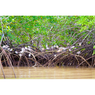 Mangroves with Birds by Anzeletti