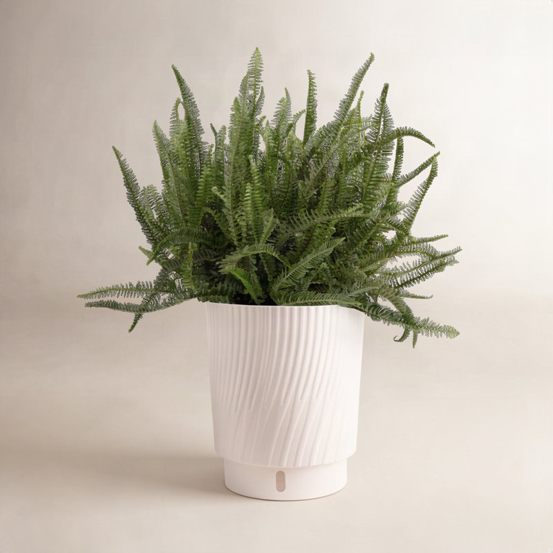 Fern Plant in Basket