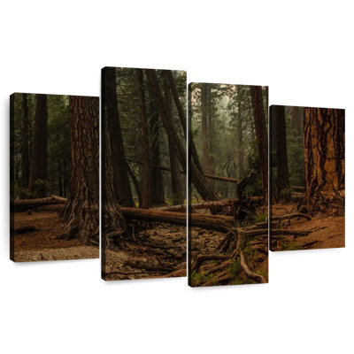 Redwood Tree Forest