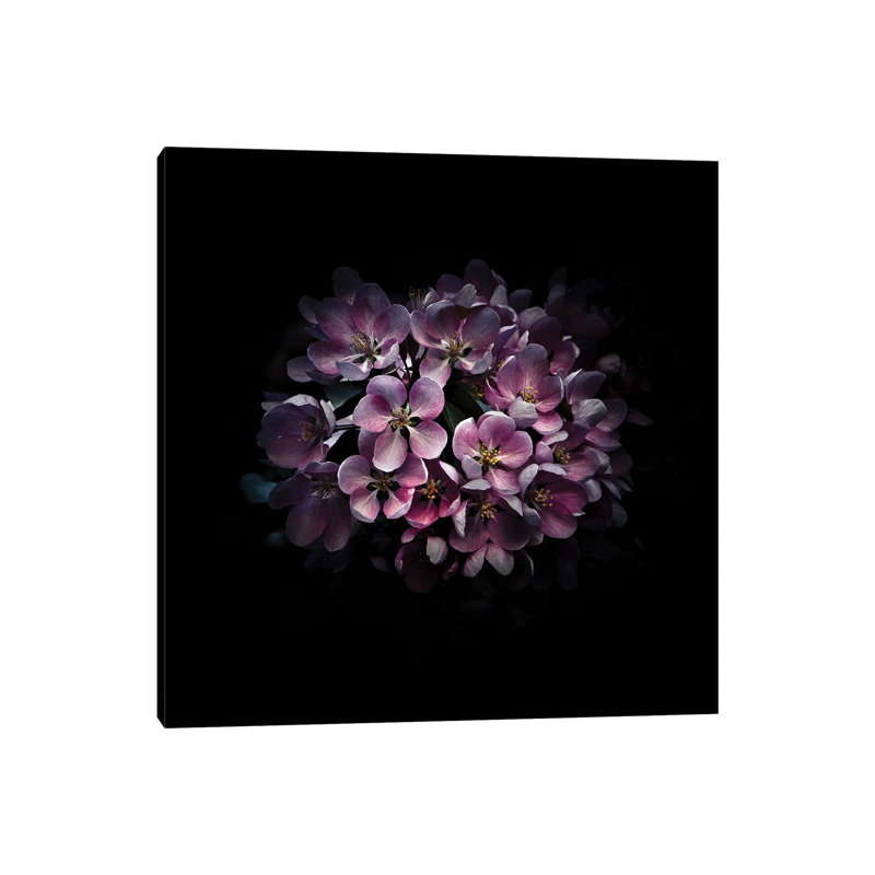 Purple Verbena by Brian Carson - Wrapped Canvas Print, 30.48 cm H x 30.48 cm W