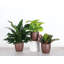 Plant in Pot-898924735