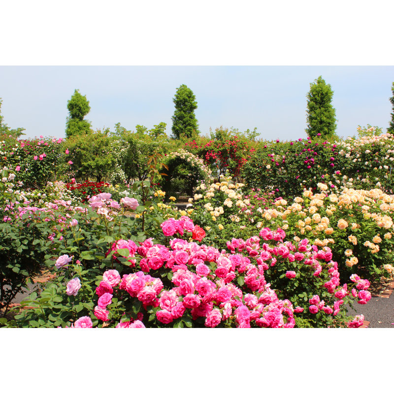 Colorful Rose In The Garden by Ranmaru - Wrapped Canvas Print, 30cm H x 46cm W x 3.8cm D	