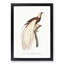 Emperor Bird of Paradise by Jacques Barraband - Picture Frame Painting Print-55539712-55539717